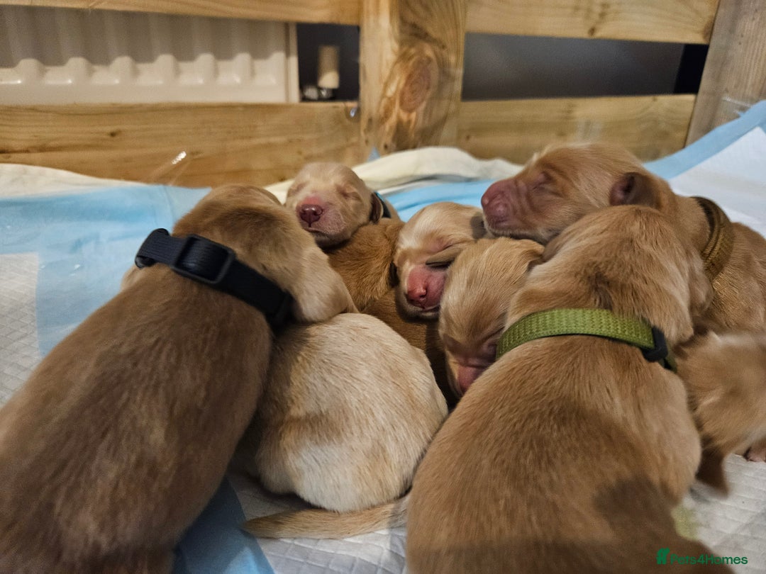 Golden Retriever dogs for sale: Golden Retriever Puppies for Sale - Advert 15