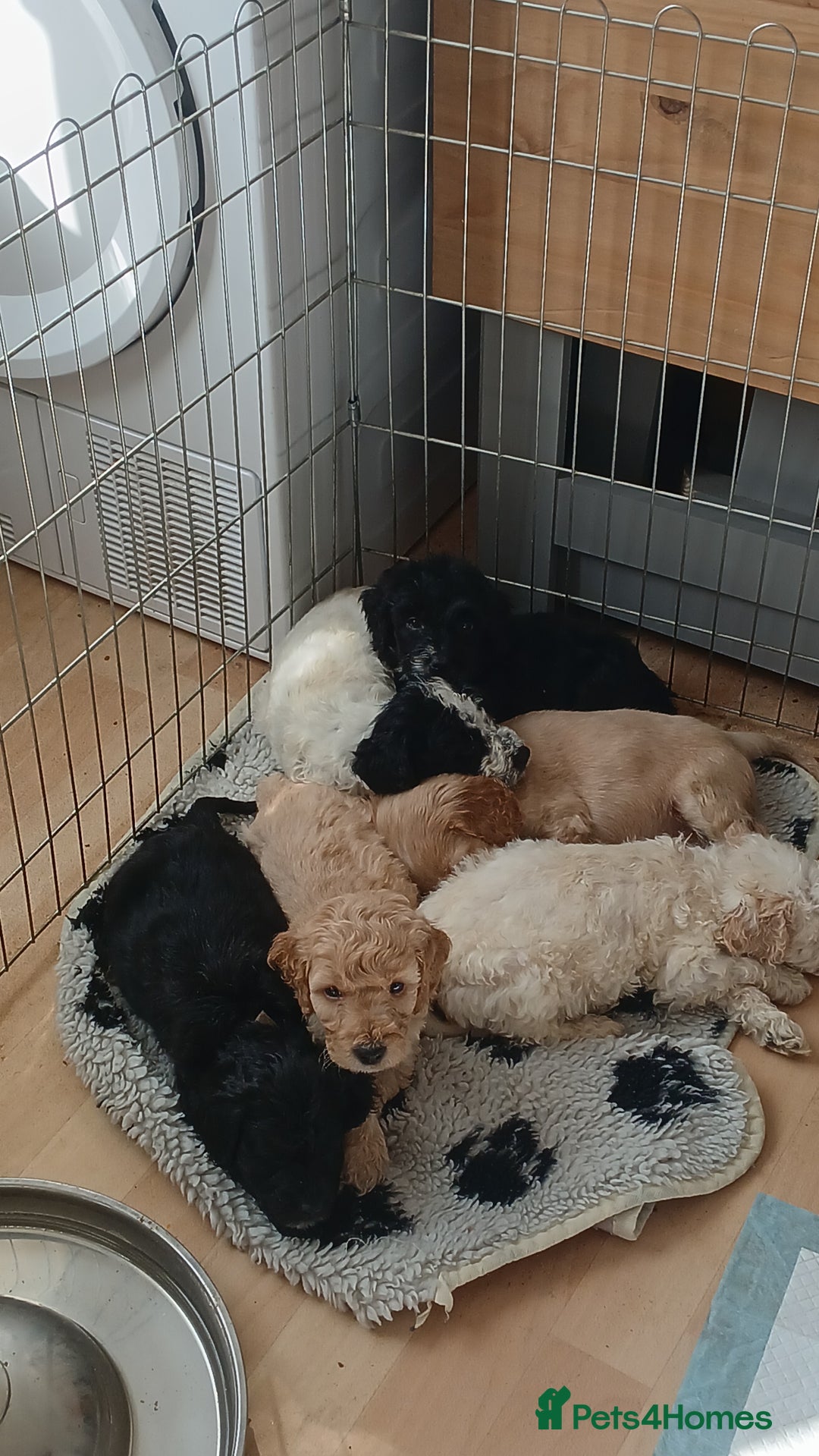 Cockapoo dogs for sale: Cockapoo puppies  - Image 1