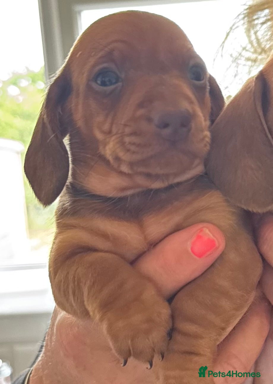 Miniature Dachshund dogs Kc reg/PRA clear mini red boy - Advert 1