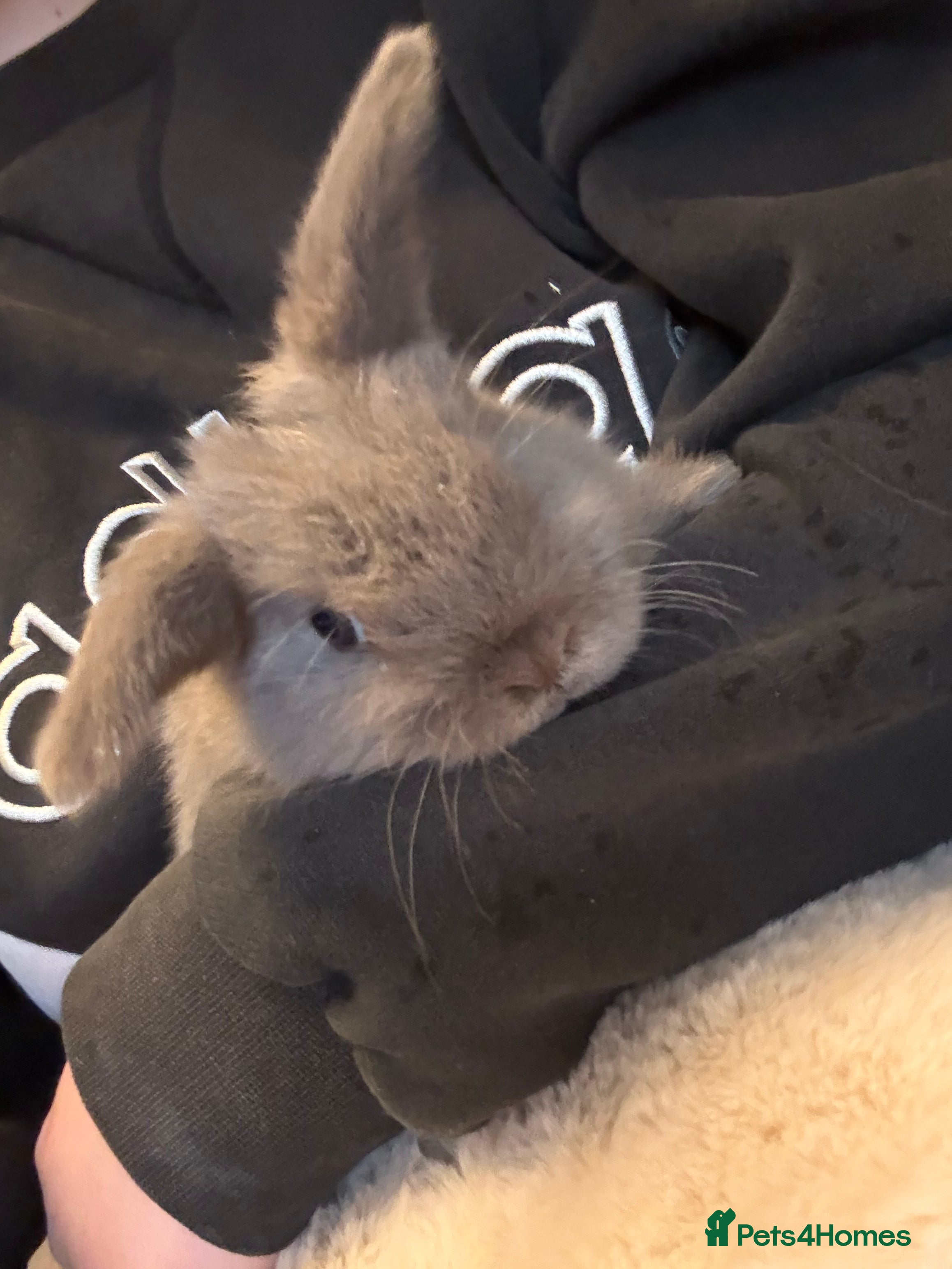 Mini Lop rabbits mini lop bunny  - Advert 1