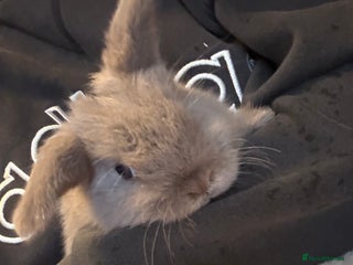 Mini Lop rabbits mini lop bunny - Advert 6