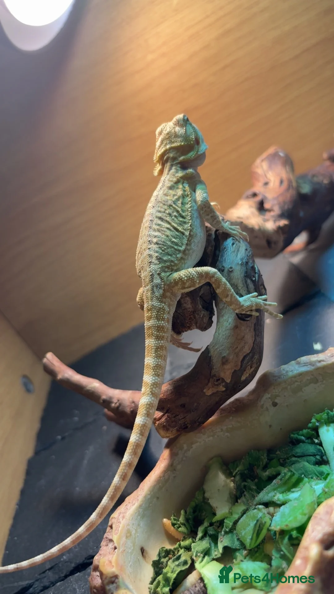 Bearded Dragon reptiles for sale: Beautiful leatherback babies last 2 - Advert 2