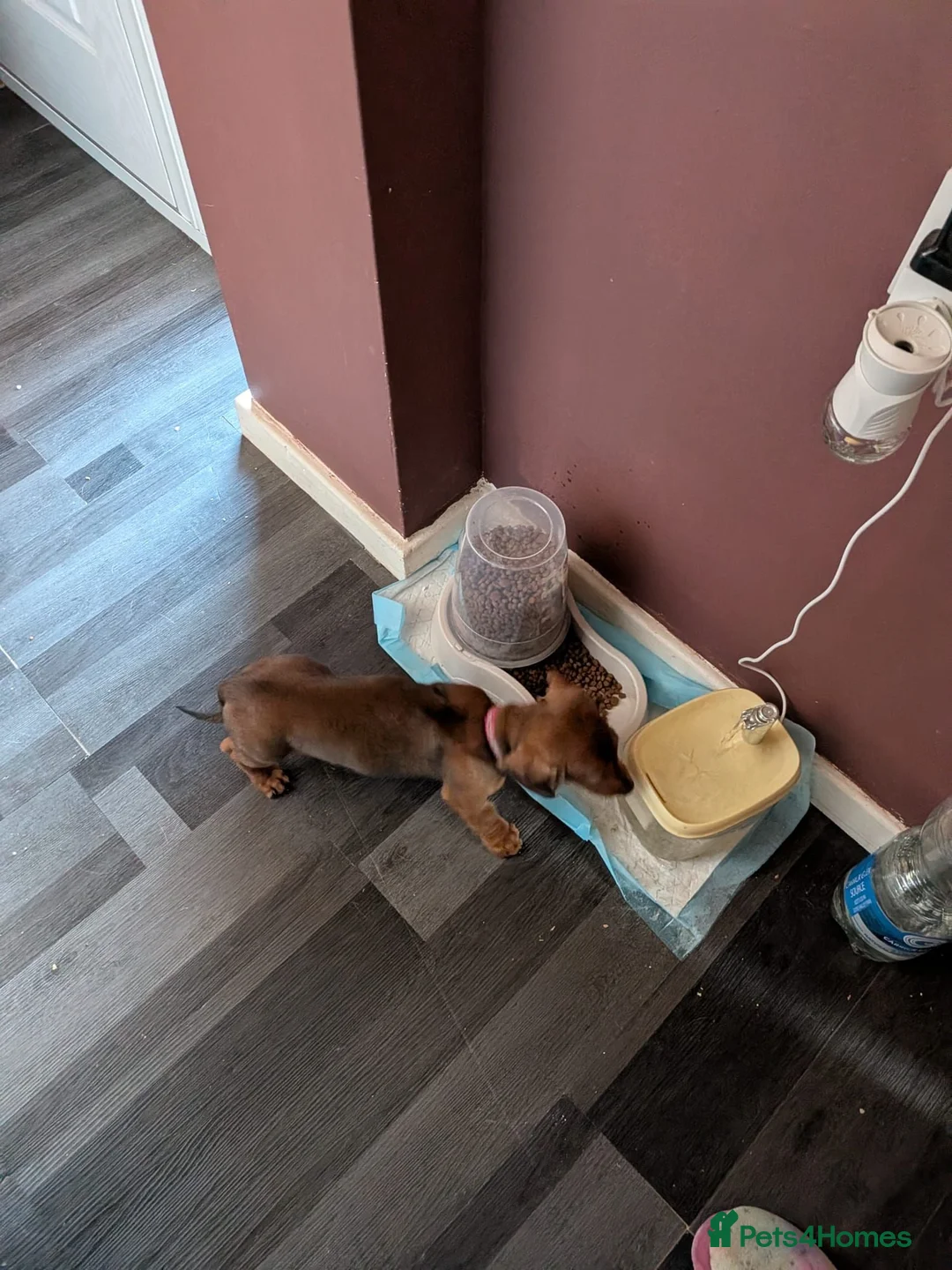 Miniature Dachshund dogs for sale: Female miniature dashaund  - Advert 8