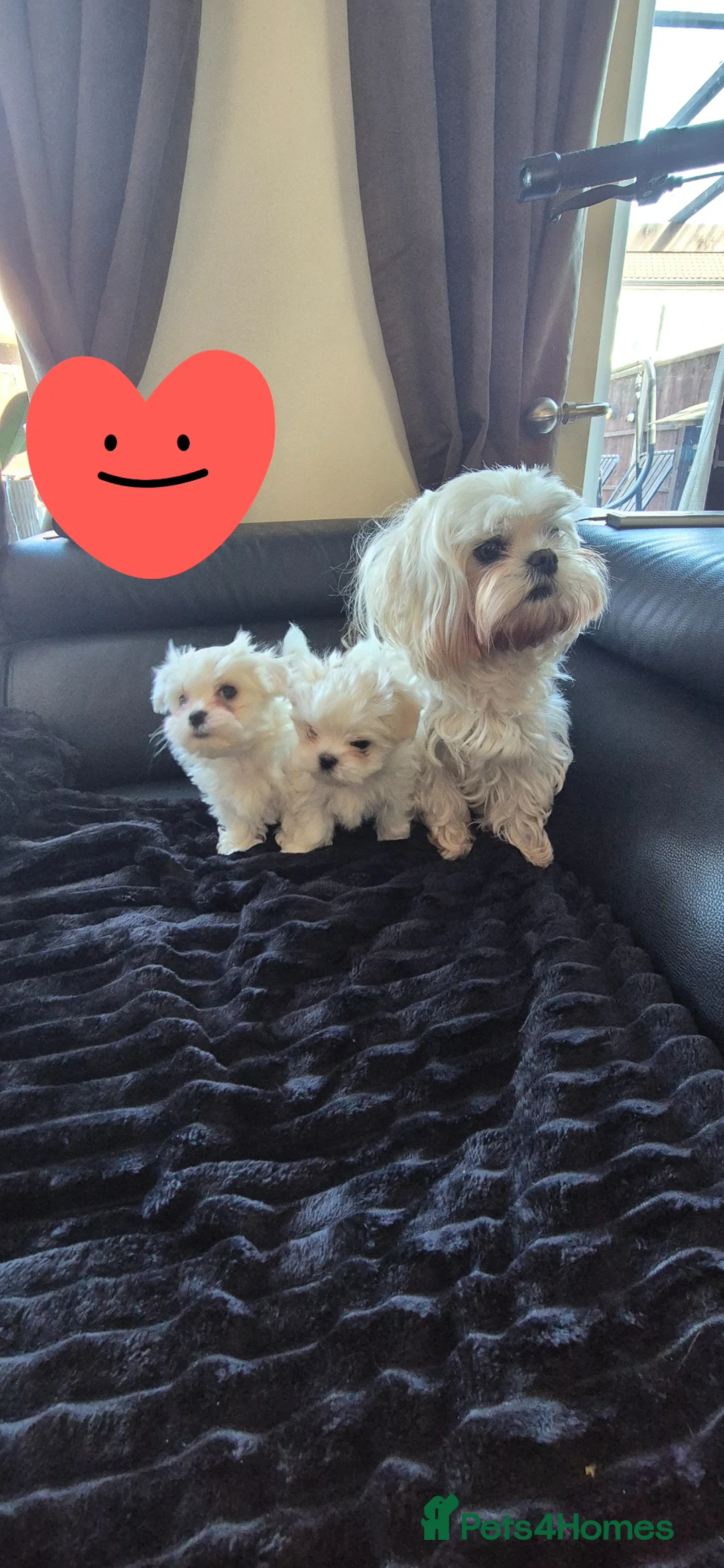 Maltese dogs for sale: Maltese kc registered two beautiful boys  - Advert 1
