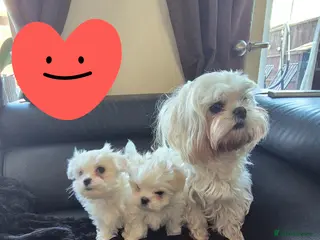 Maltese dogs Maltese kc registered two beautiful boys - Advert 1