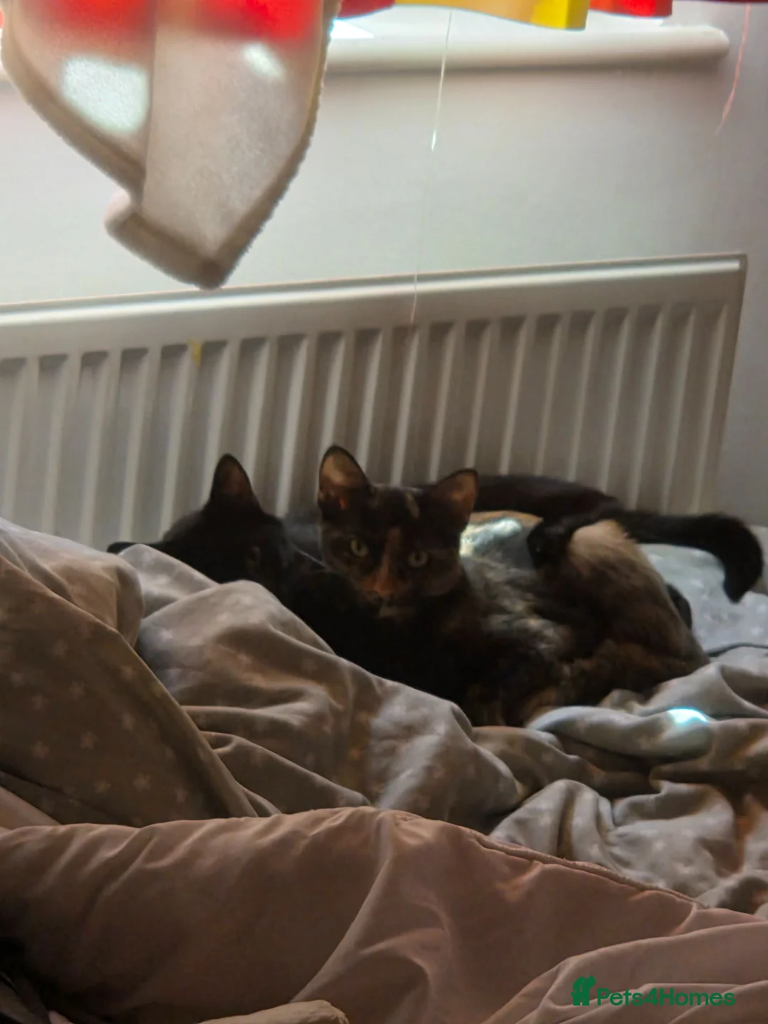 Mixed Breed cats for sale: Honey - Advert 2