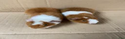 Guinea Pig rodents for sale: Two Baby Male Teddy Guinea Pigs - Advert 4