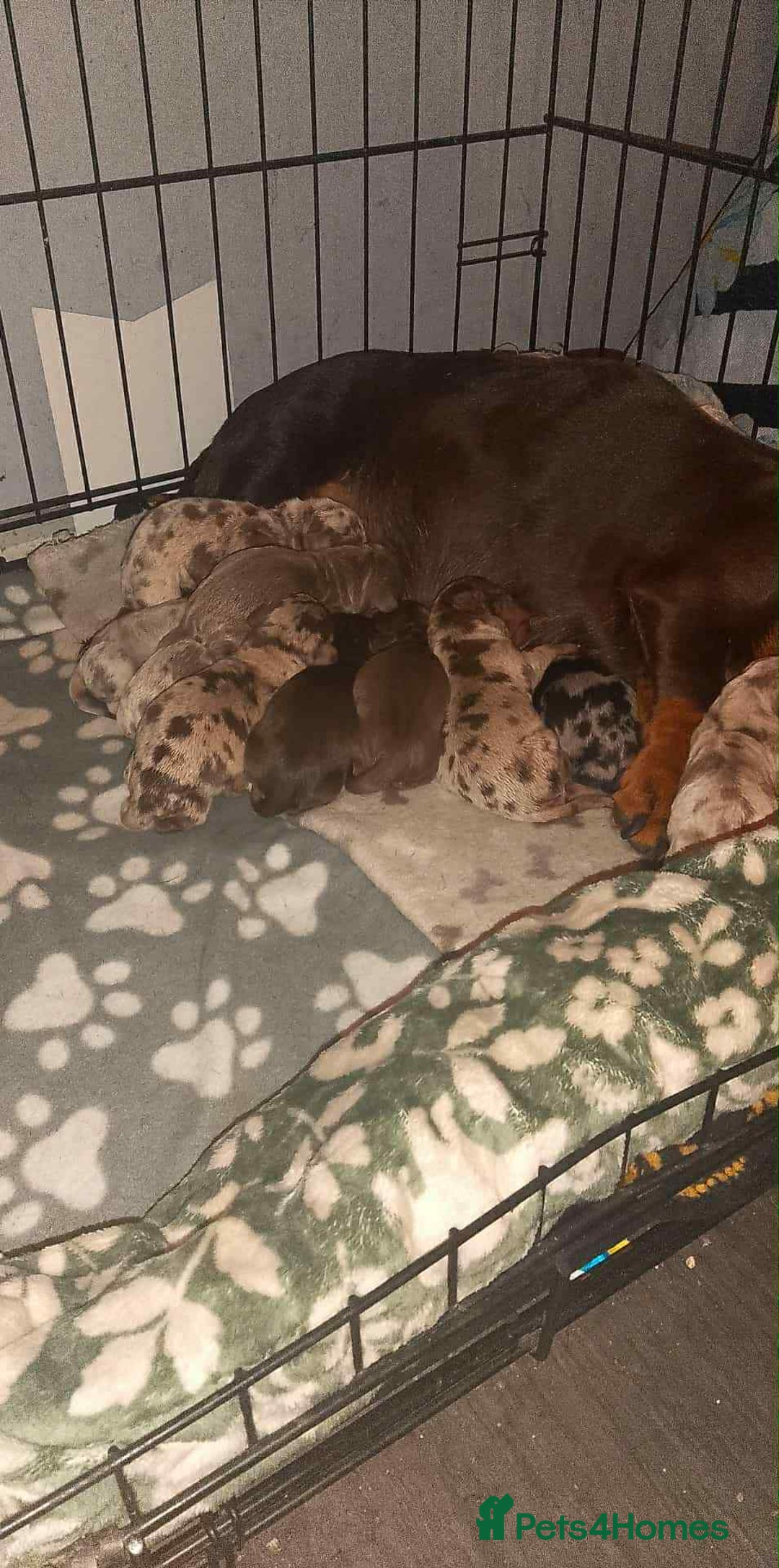 Miniature Dachshund dogs for stud: Miniature dachshund stud dog - Advert 6