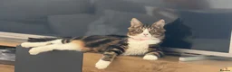Mixed Breed cats for sale: Manila - Advert 7