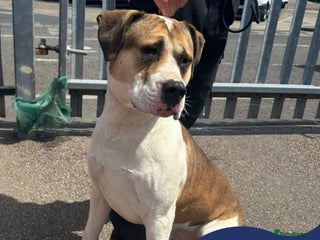 Mixed Breed dogs - Advert 6