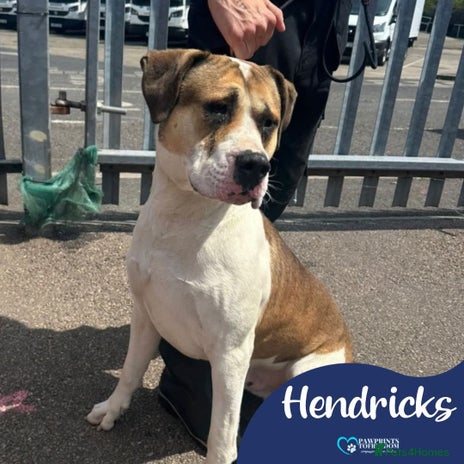 Dogs For Adoption In Chorley Lancashire Pets4Homes dogs-for-adoption-in-chorley-lancashire-pets4homes