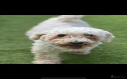 Poochon dogs for sale: F1 Poochon Puppies  - Image 7