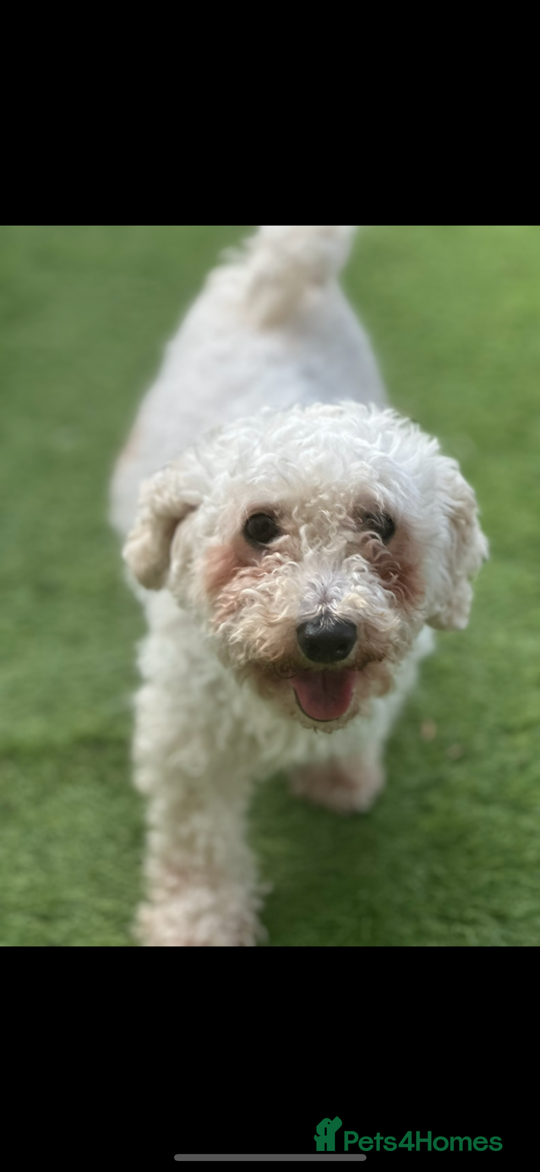 Poochon dogs for sale: F1 Poochon Puppies  - Image 7