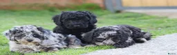 Cavapoochon dogs for sale: Beautiful Cavapoochon puppies for sale - Advert 35