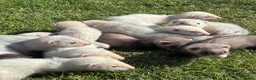 Ferret rodents for sale: Gorgeous chunky baby ferrets  - Advert 2