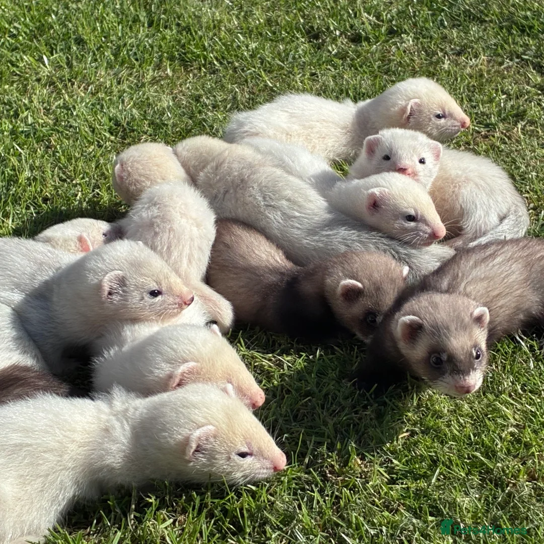 Ferret rodents for sale: Gorgeous chunky baby ferrets  - Advert 2