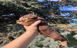 Olde English Bulldogge dogs for sale: RAINBOW OLD ENGLISH LITTER !!! - Image 6