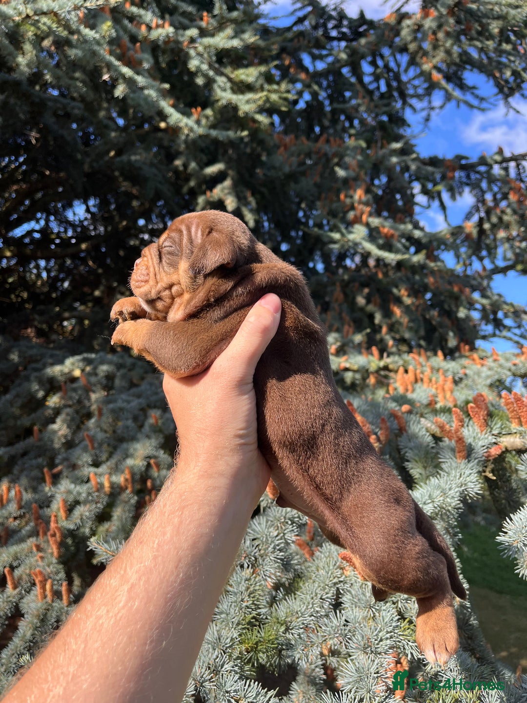 Olde English Bulldogge dogs for sale: RAINBOW OLD ENGLISH LITTER !!! - Image 6
