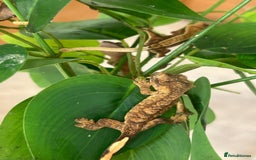 Gecko reptiles for sale: Crested Gecko multi coloured 1 month old - Image 2