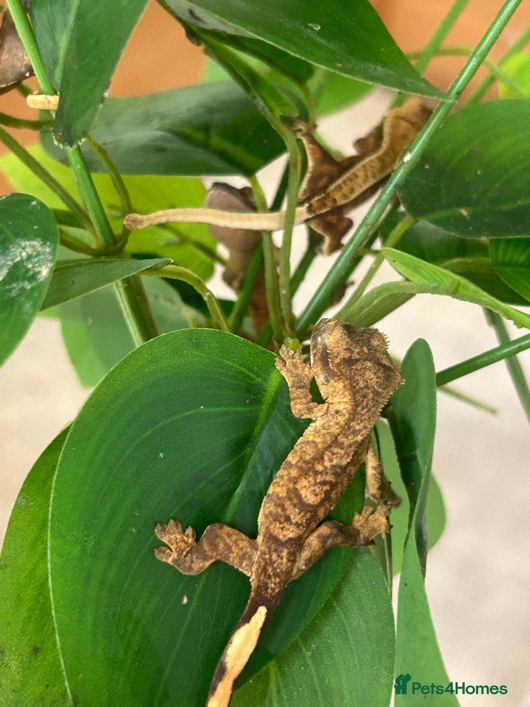Gecko reptiles for sale: Crested Gecko multi coloured 1 month old - Image 2