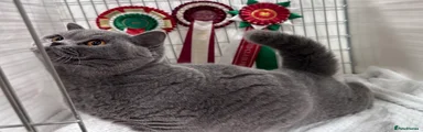 British Shorthair 1