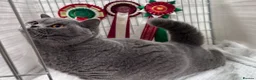 British Shorthair cats for sale: 🩷 Beautiful champion female 🐾  in Keighley - Advert 4