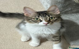 Mixed Breed cats for adoption: 🌸 From Survivors to Soulmates – Adopt Alba & Bogo - Image 3