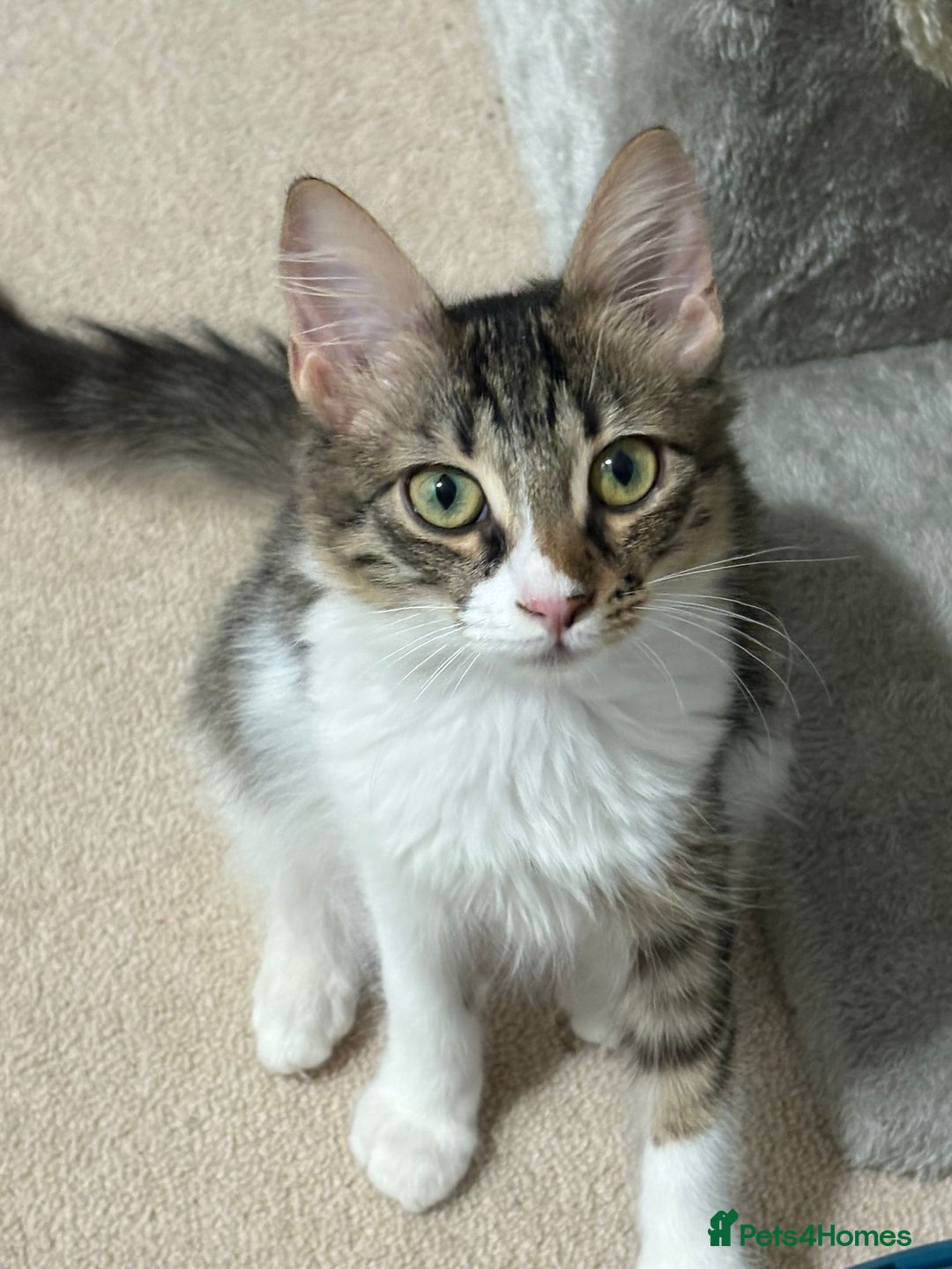Mixed Breed cats for adoption: 🌸 From Survivors to Soulmates – Adopt Alba & Bogo - Image 3