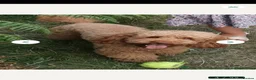 Cockapoo dogs for sale: Naturally reared f1b cockapoo puppies in Coleford - Advert 3
