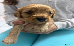 Cavapoo dogs for sale: Beautiful DNA health tested Cavapoo male puppies - Image 4