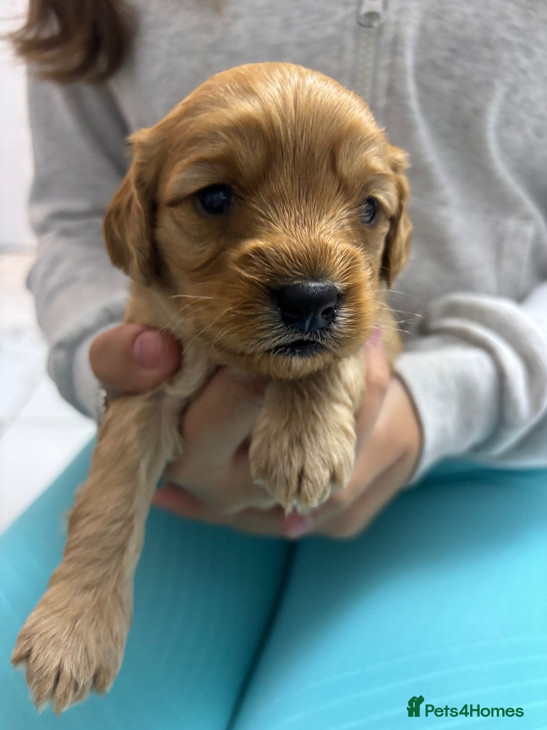 Cavapoo dogs for sale: Beautiful DNA health tested Cavapoo male puppies - Image 4