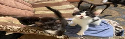 Mixed Breed cats for sale: Kittens ready  - Advert 5