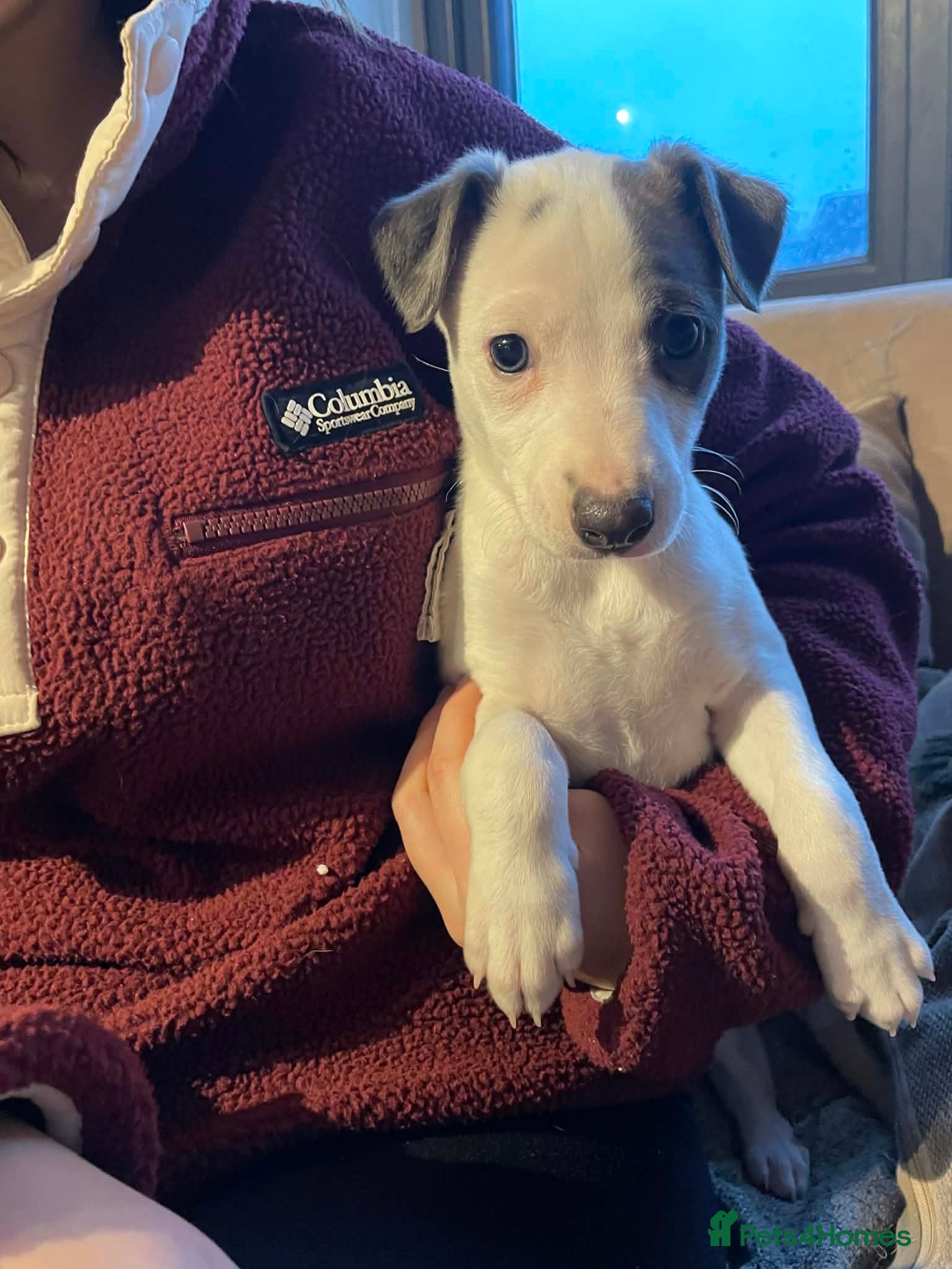 Whippet dogs Top quality whippet girl pups *ONE LEFT* - Advert 7