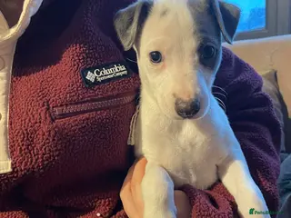 Whippet dogs Top quality whippet girl pups *ONE LEFT* - Advert 7