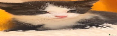 Kitten 3: Tuxedo Boy