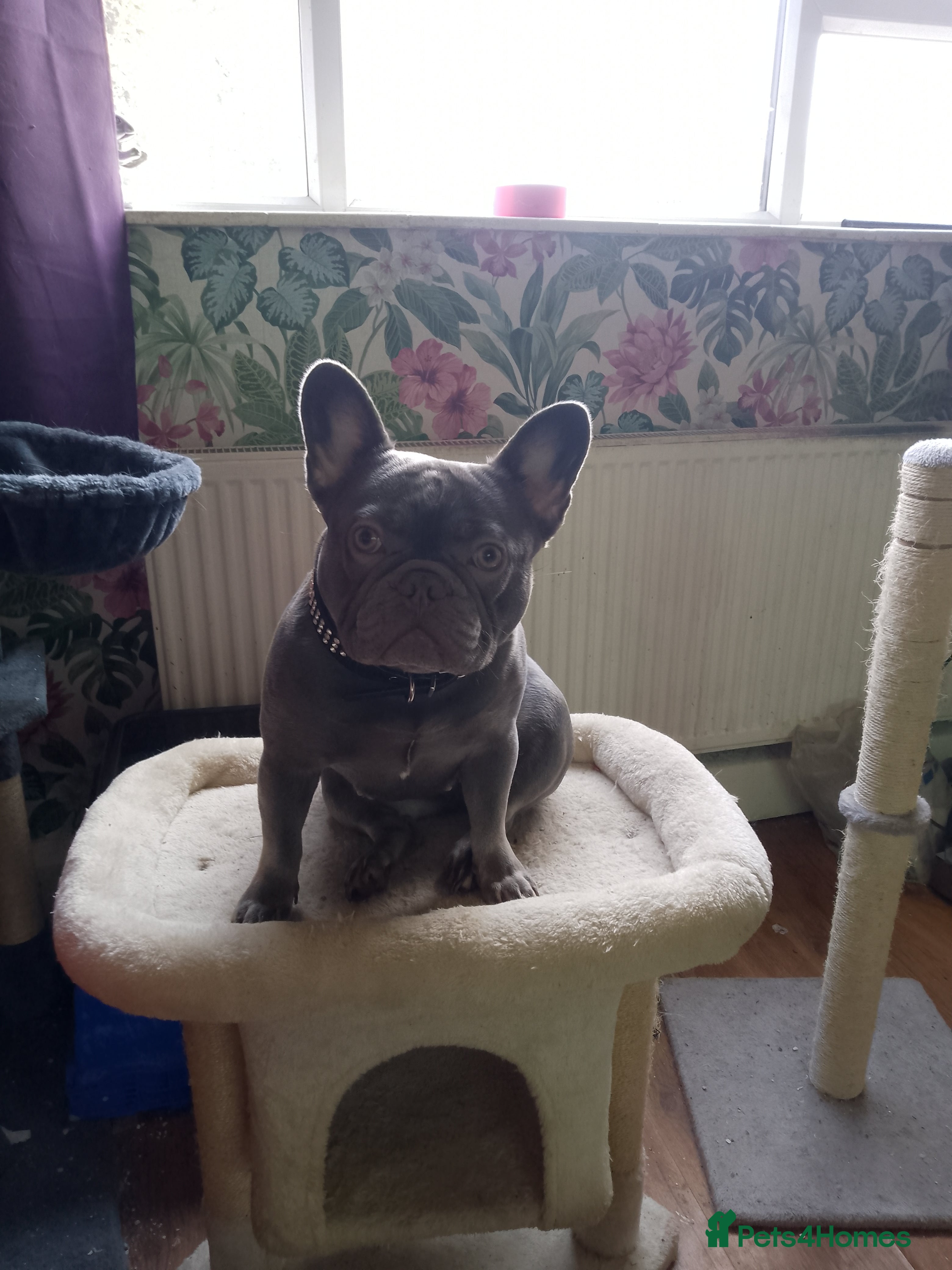 French Bulldog dogs French bulldog female - Advert 1