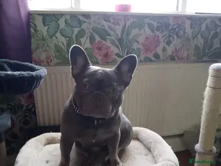 French Bulldog dogs French bulldog female - Advert 1