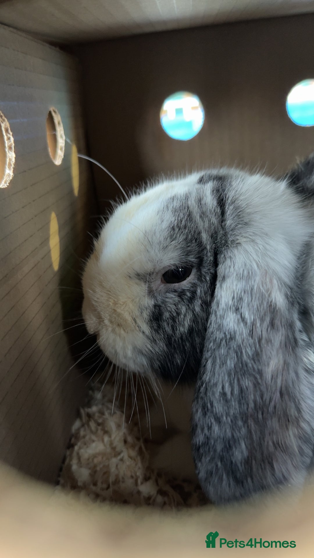 Mixed Breed rabbits for sale: Cute adorable baby rabbit  - Advert 4