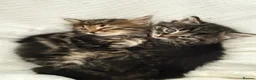 Maine Coon cats for sale: 🐾 Beautiful Maine Coon Kittens Ready Now! 🐾 - Advert 11