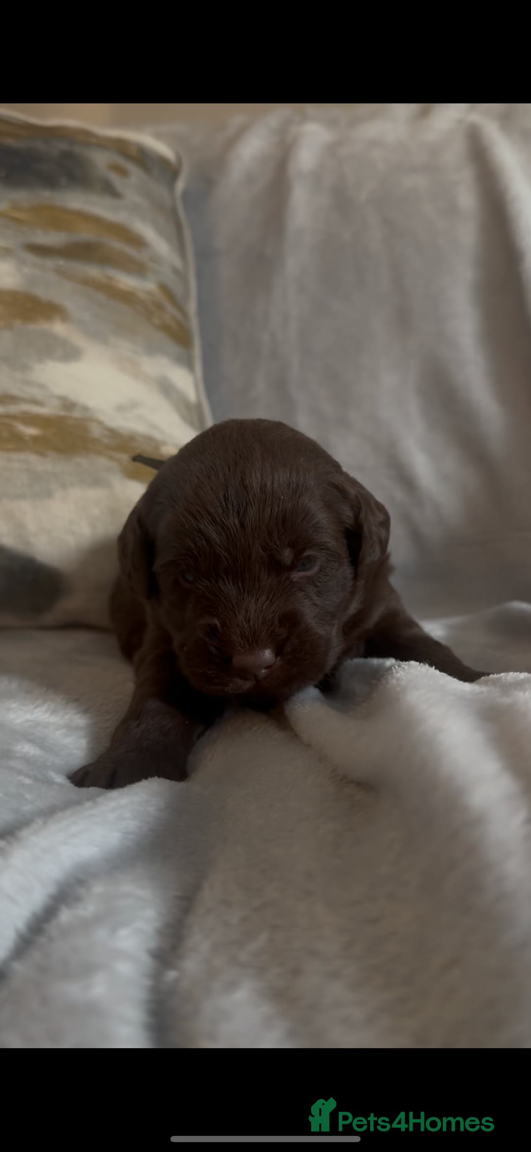 Labradoodle dogs for sale: The best selection of chocolates 😍 - Image 3