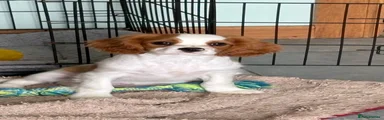 Cavalier King Charles Spaniel 4