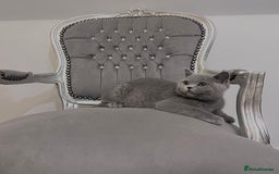 British Shorthair cats for sale: British blue shorthaired male & female kitten - Image 10