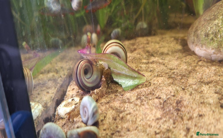 Snails fish - Advert 7