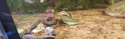 Snails fish for sale: Giant Columbian Ramshorn Snail - Advert 1