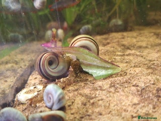 Snails fish - Advert 2