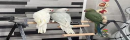 Ringnecks birds for sale:     Super Tame Hand Reared Babies £50 off today !  - Advert 15