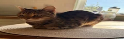 Bengal cats for adoption: Playful Sister Kitties - Advert 2