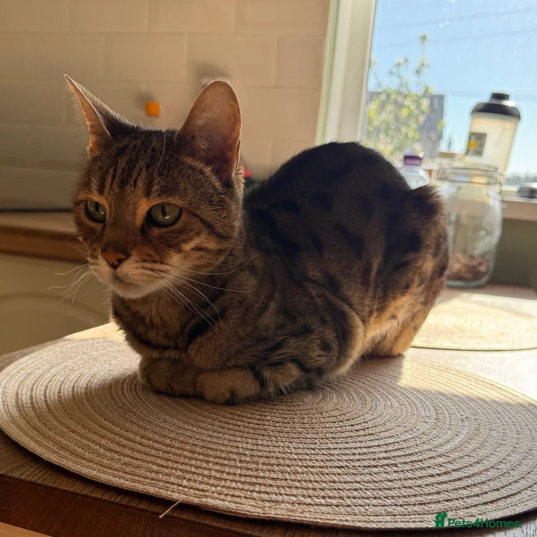 Bengal cats for adoption: Playful Sister Kitties - Advert 2