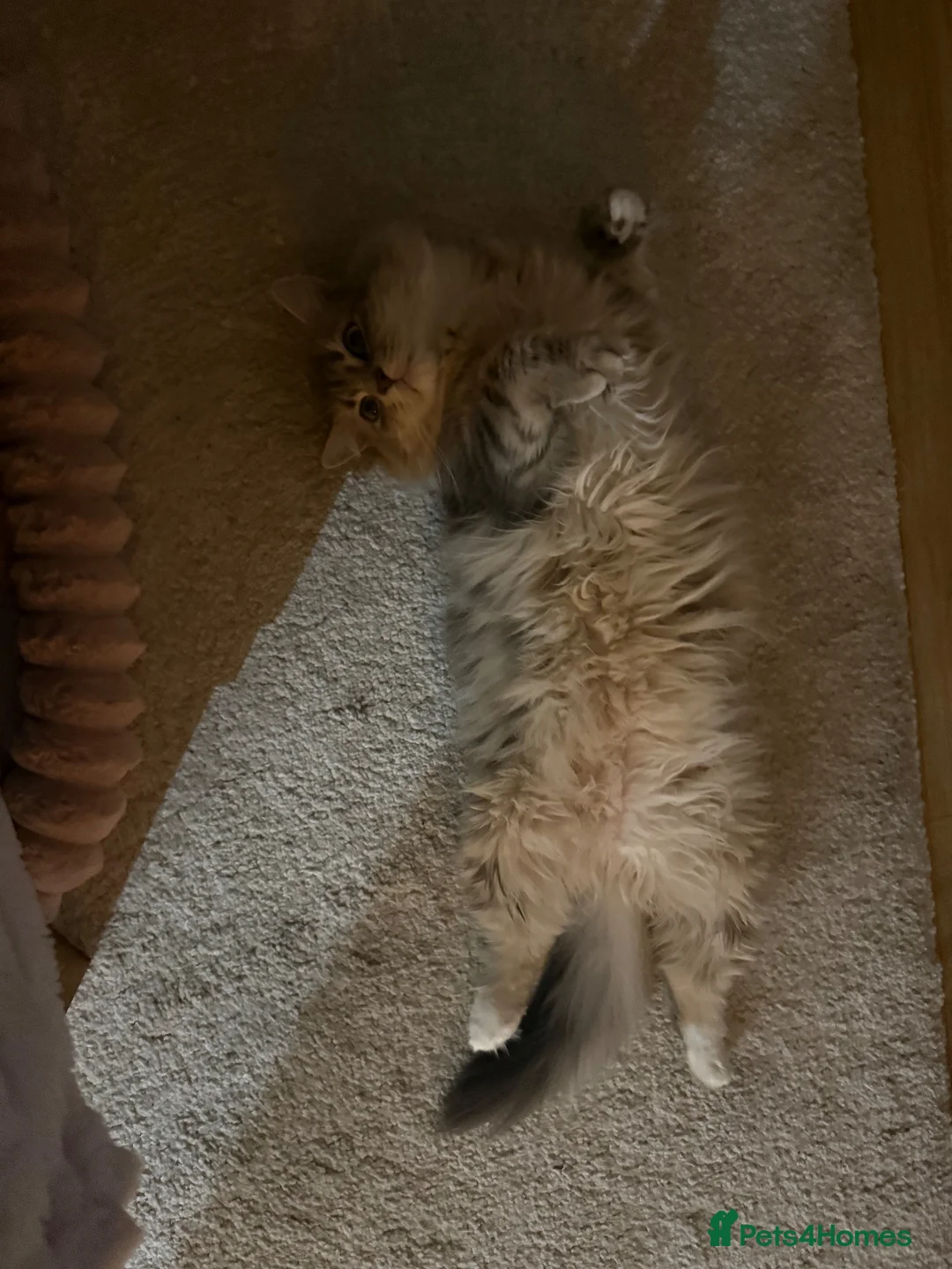 Siberian cats for sale: 💕 Luna & Kiwi — Inseparable Indoor Cats  in Liverpool - Advert 2