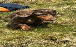 Miniature Dachshund dogs for sale: Beautiful best of breed litter - Advert 1